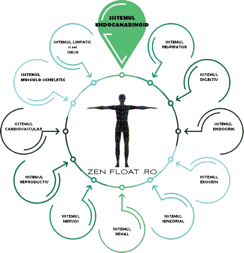 Sistemul Endocanabinoid - Interactiunea CBD cu organismul uman